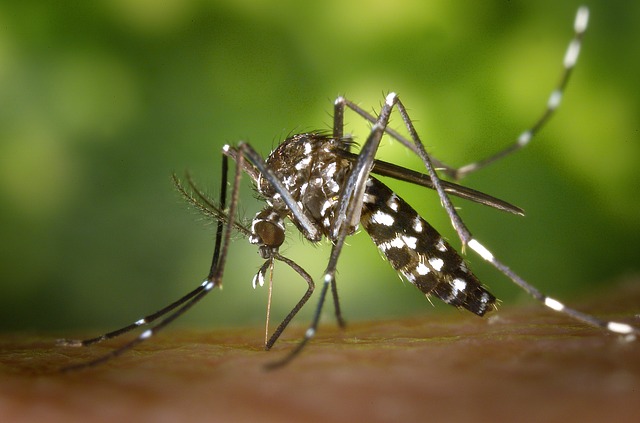 Mi is tehetünk a veszélyes szúnyogfajok megtelepedése ellen