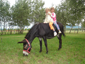 Bodor Major - Családi lovasfarm a Dunakanyarban
